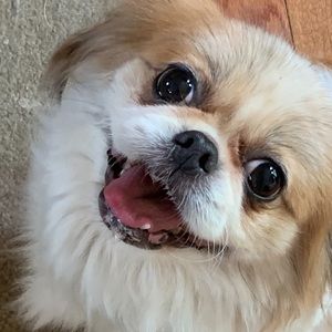 Meet your Posher, Cheyenne